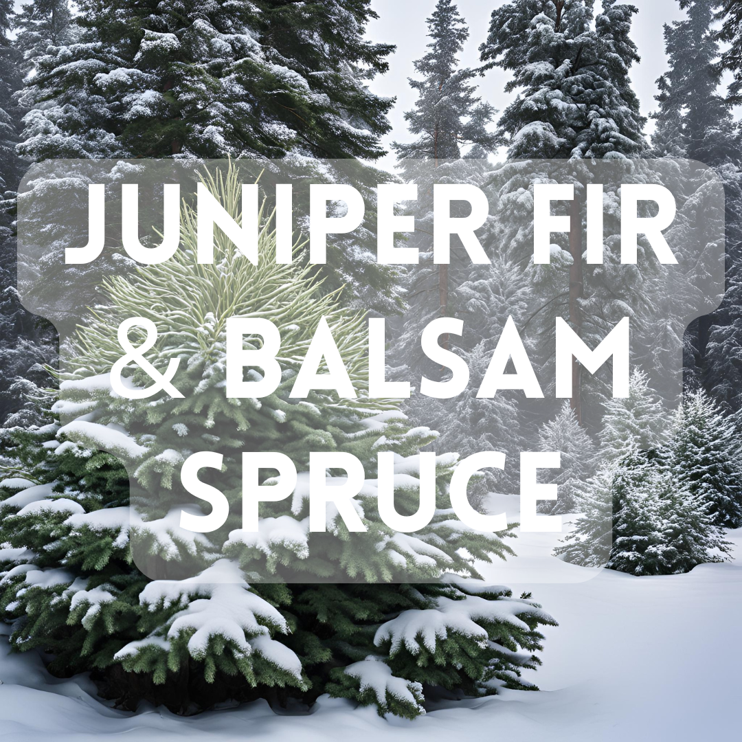 Juniper Fir & Balsam Spruce - Premium Fragrance Oil