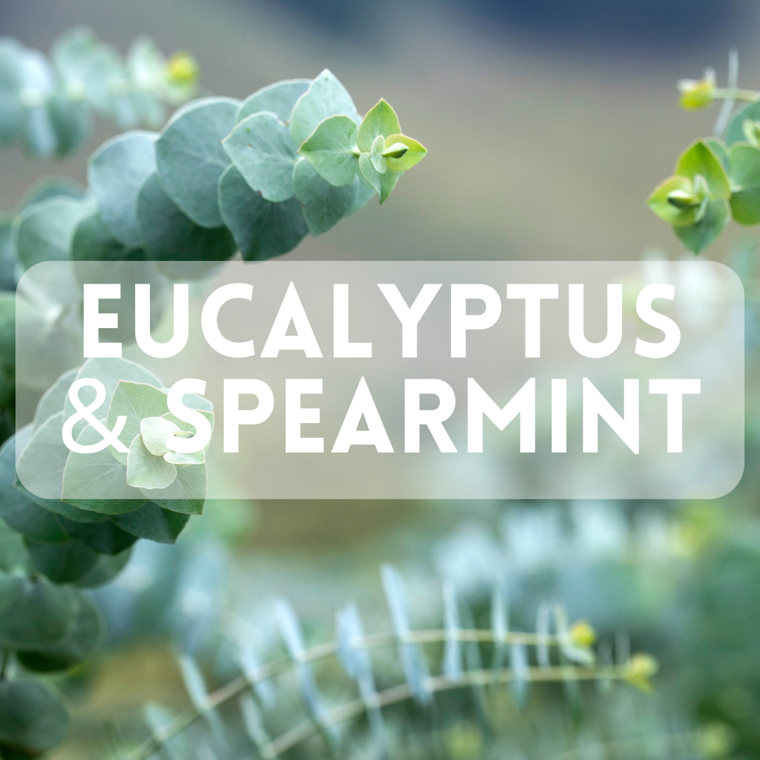 Eucalyptus & Spearmint - Premium Fragrance Oil