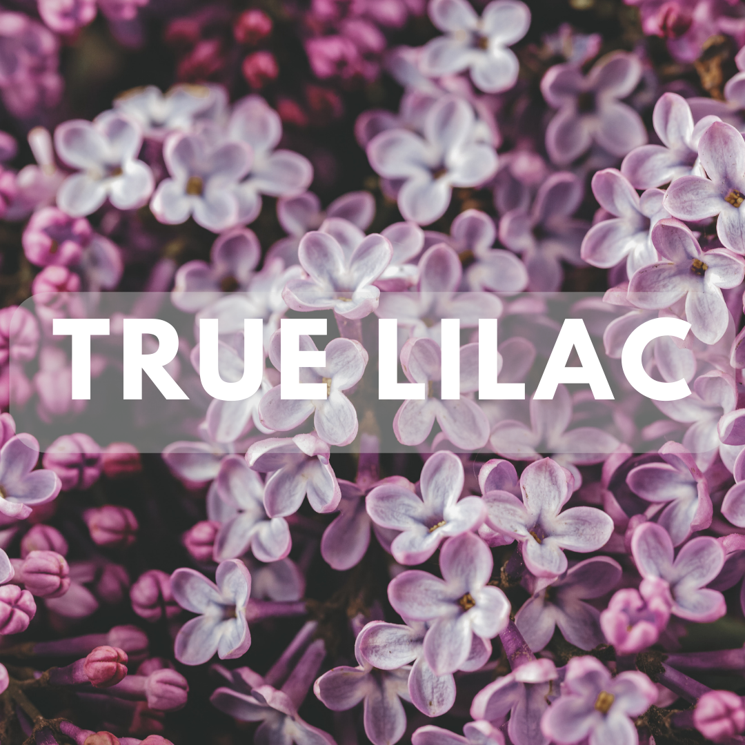 True Lilac - Premium Fragrance Oil