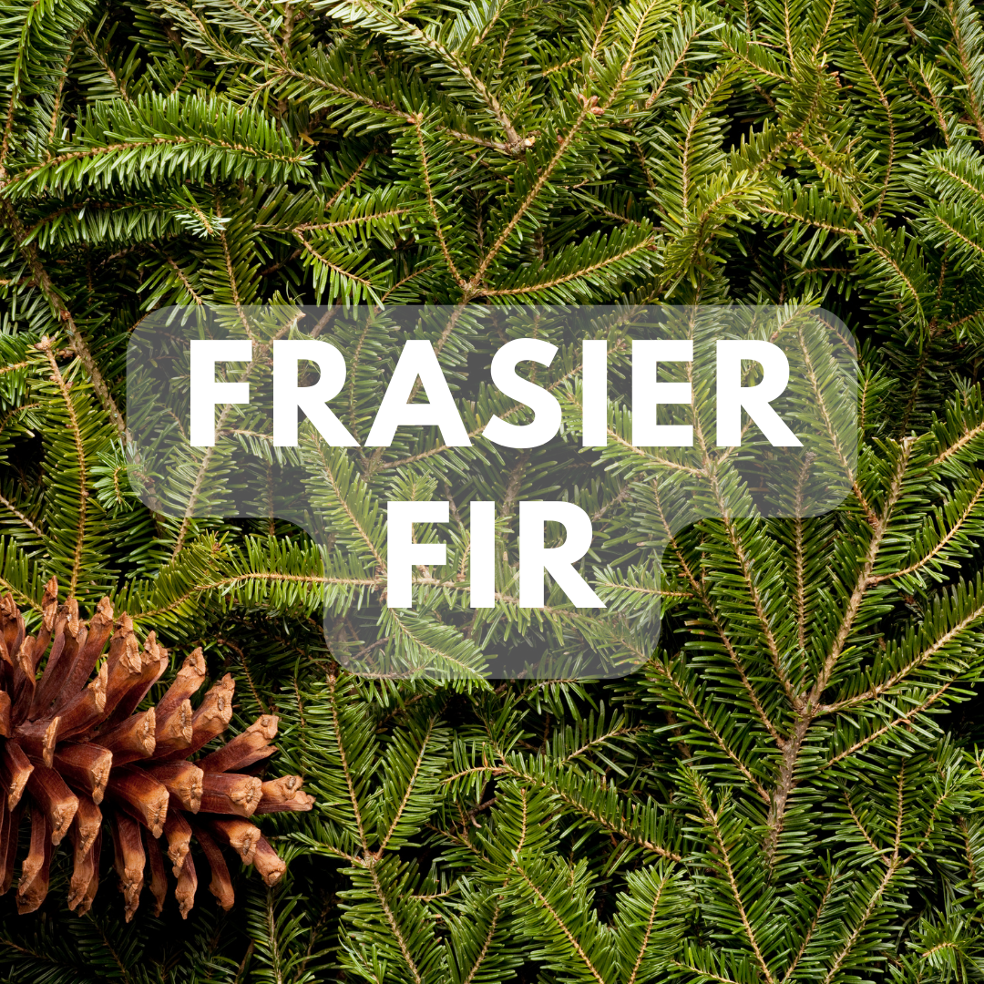 Frasier Fir - Premium Fragrance Oil