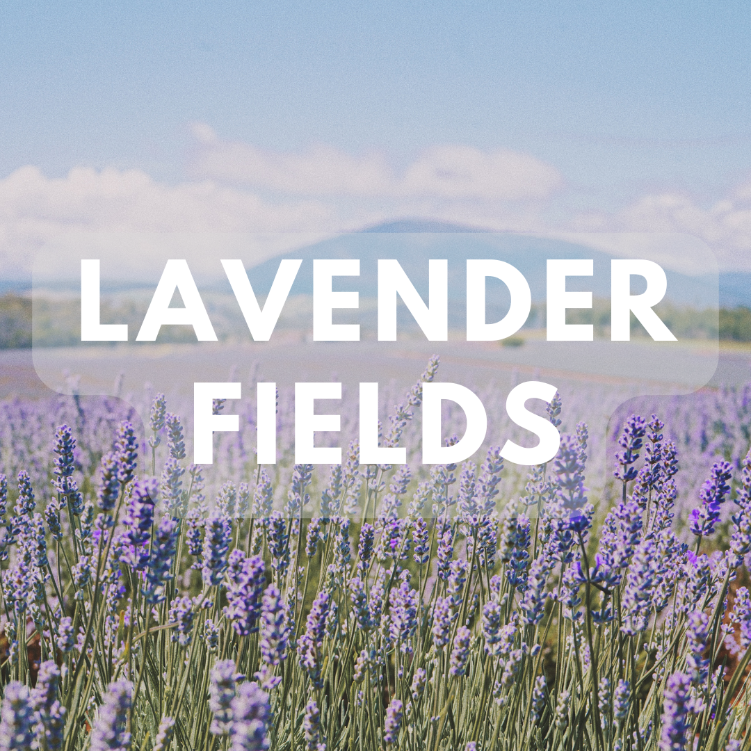 Lavender Fields - Premium Fragrance Oil