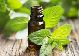 Peppermint (Mentha piperita) Essential Oil