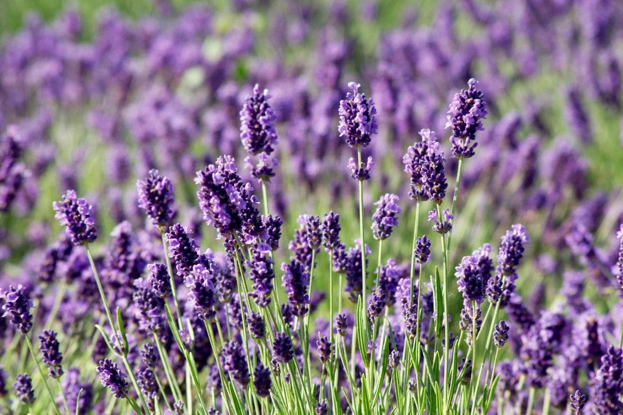 Lavender Essential Oil 40/42 - Natural